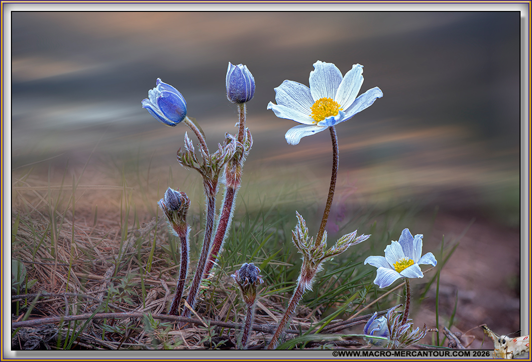ANEMONES